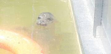 Robbenbaby 1 im A-Seal Stellendamm