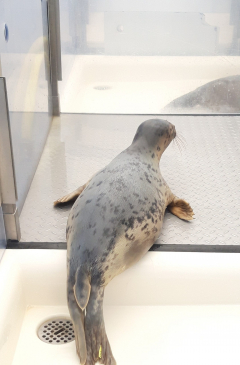 Robbenbaby 2 von hinten