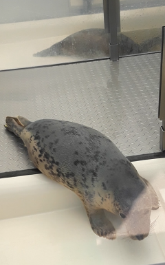 Robbenbaby 2 von vorne, Robbenbaby 3 im Hintergrund