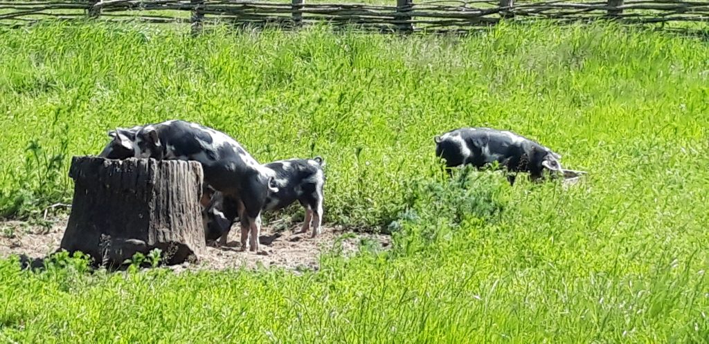 Sehr fleckige Schweine