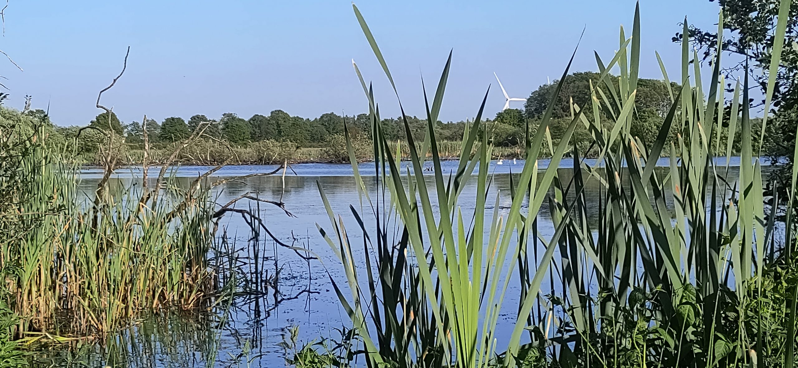 Der See mit Schwänen