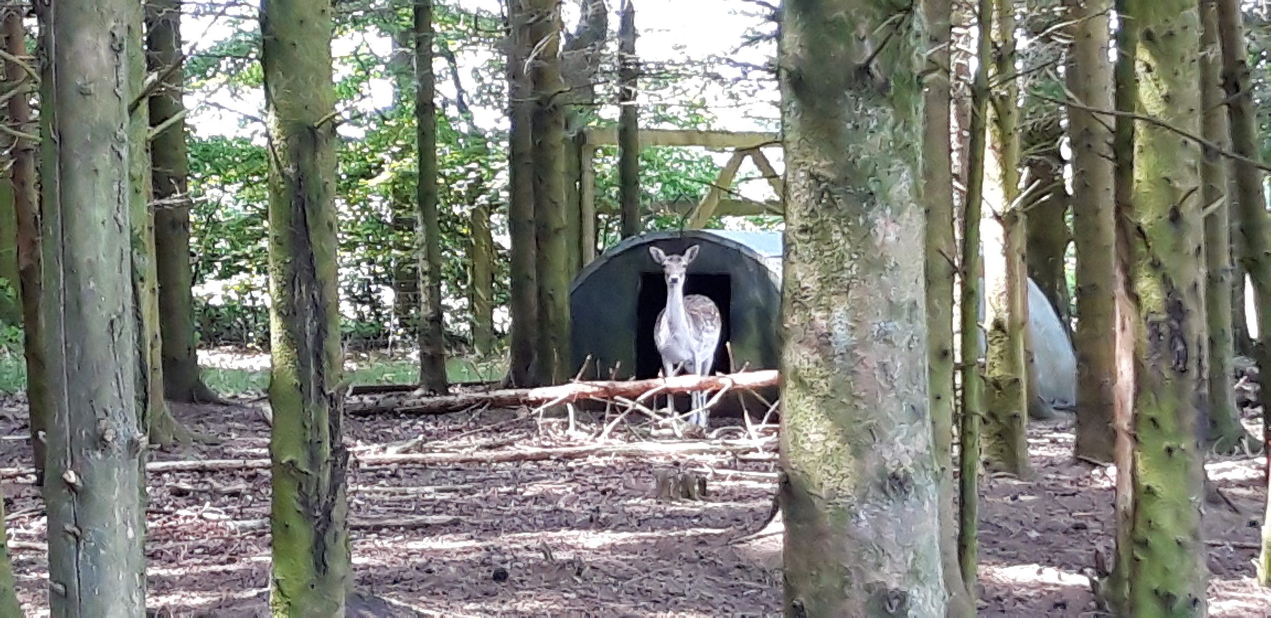 Reh im Vogel- und Bisonpark in Them