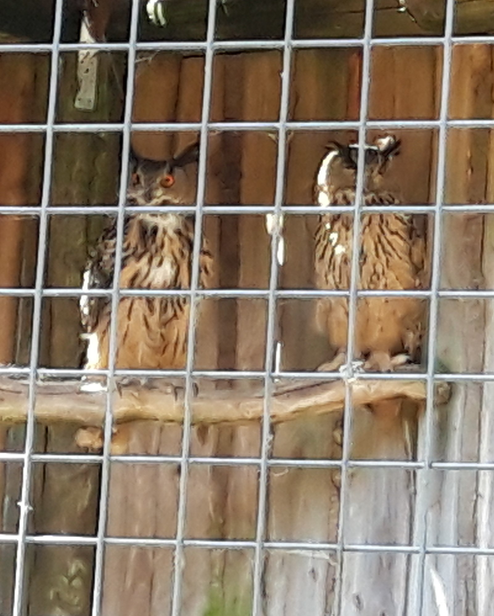 2 Eurasische Adler-Eulen